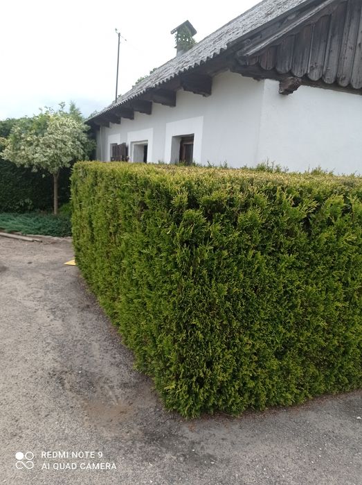 Tthuja Kórnik 3  ok.80 cm.