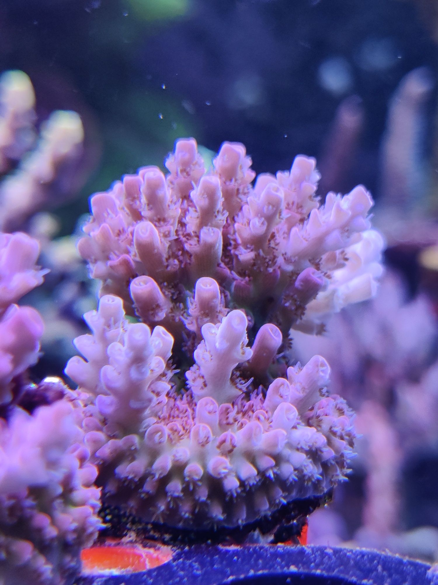 Acropora ' RÓŻ ' akwarium Morskie Łódź