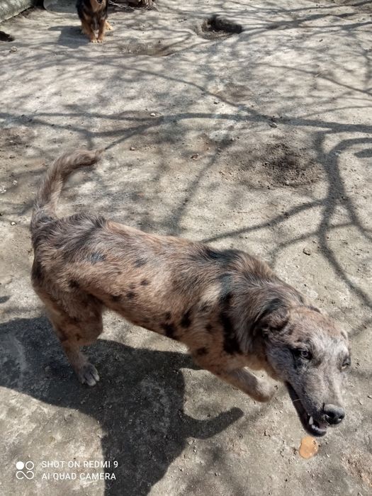 Віддаю у добрі руки велику собаку 8 місяців хлопчик