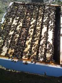 Vendo enxames de abelhas (10 quadros) colmeia Lusitana