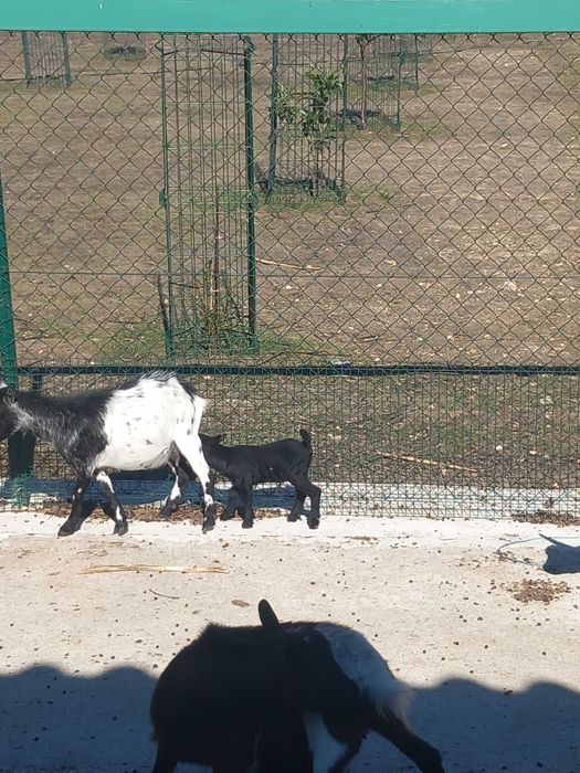 Cabrinhas micro anãs F/M