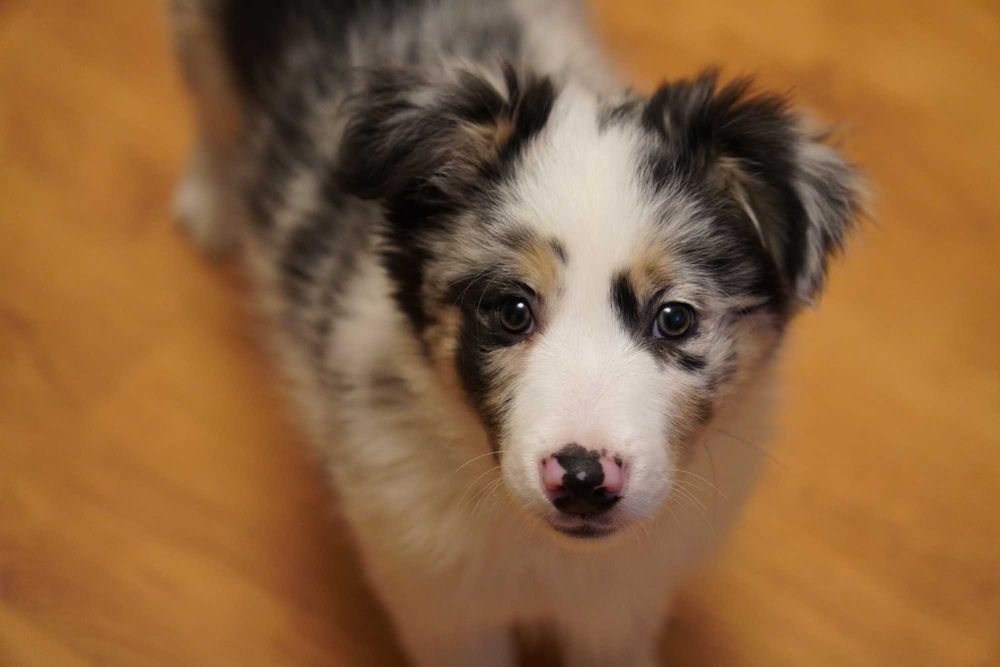 Border Collie blue merle piesek