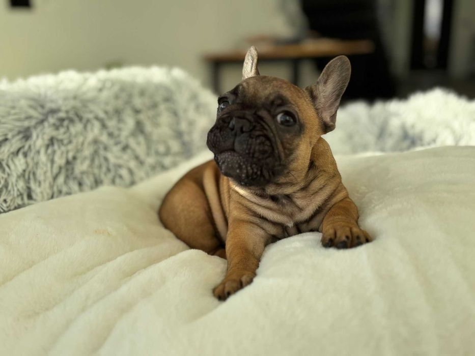 Buldog Francuski FCI suczka