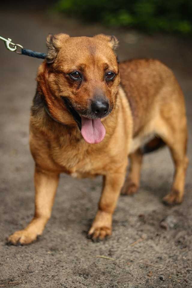 Do adopcji  GITEZ -  Uwielbia zabawy ! ur.ok 2019 roku