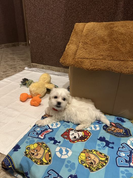 Maltańczyk pies - gotowy do nowego domu