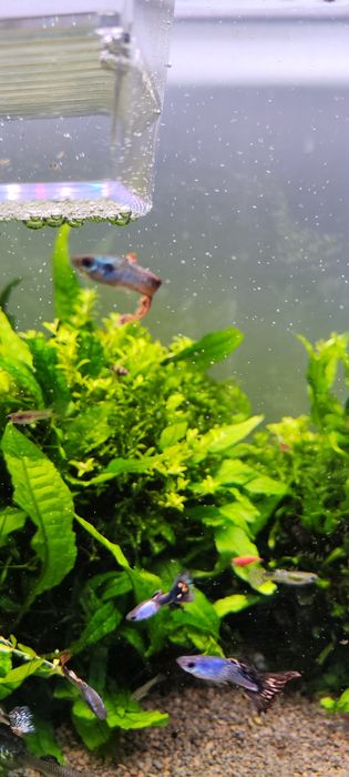 Guppys sortidos - Criação caseira