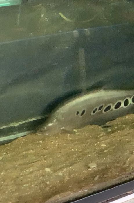 Faca palhaço 40 centimetros