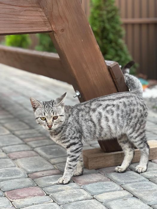 Віддам котика в добрі руки.