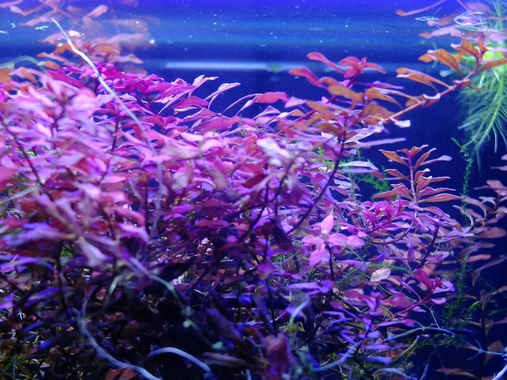 Ludwigia Mini Super Red łatwa czerwień z wody wysyłka