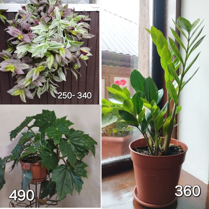 Продам кімнатні  вазони