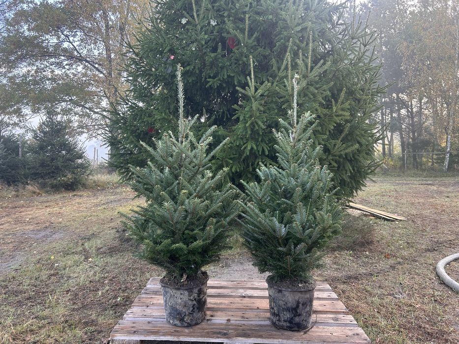 Jodła kaukaska, fraserka, świerk srebrny do wsadzenia