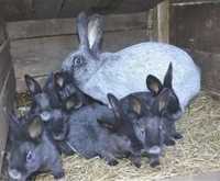 Кролі, кролики та тушки. Полтавське серебро, термонська біла
