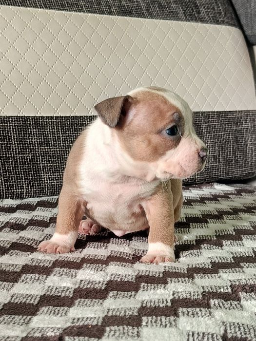 American bully pocket suczka