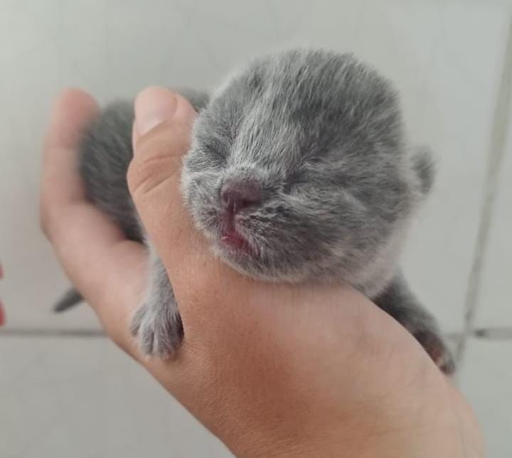 Scottish straight blue