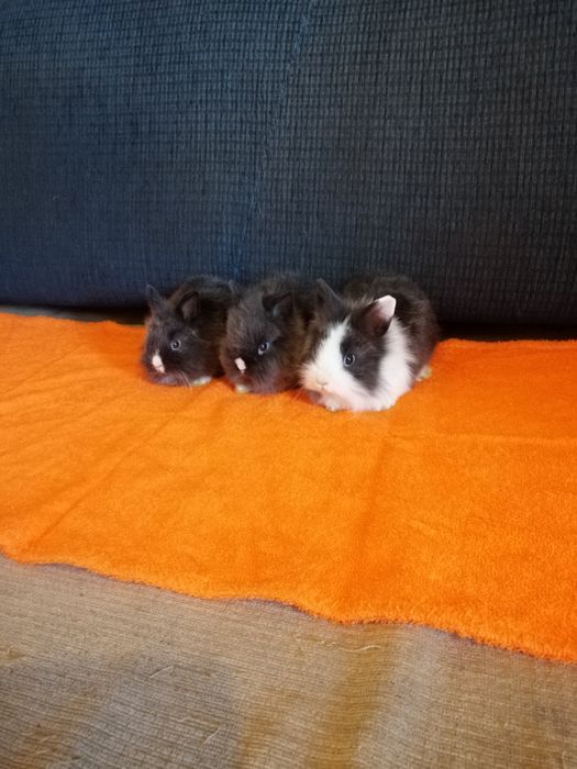 Króliczki karzełki króliki miniaturki