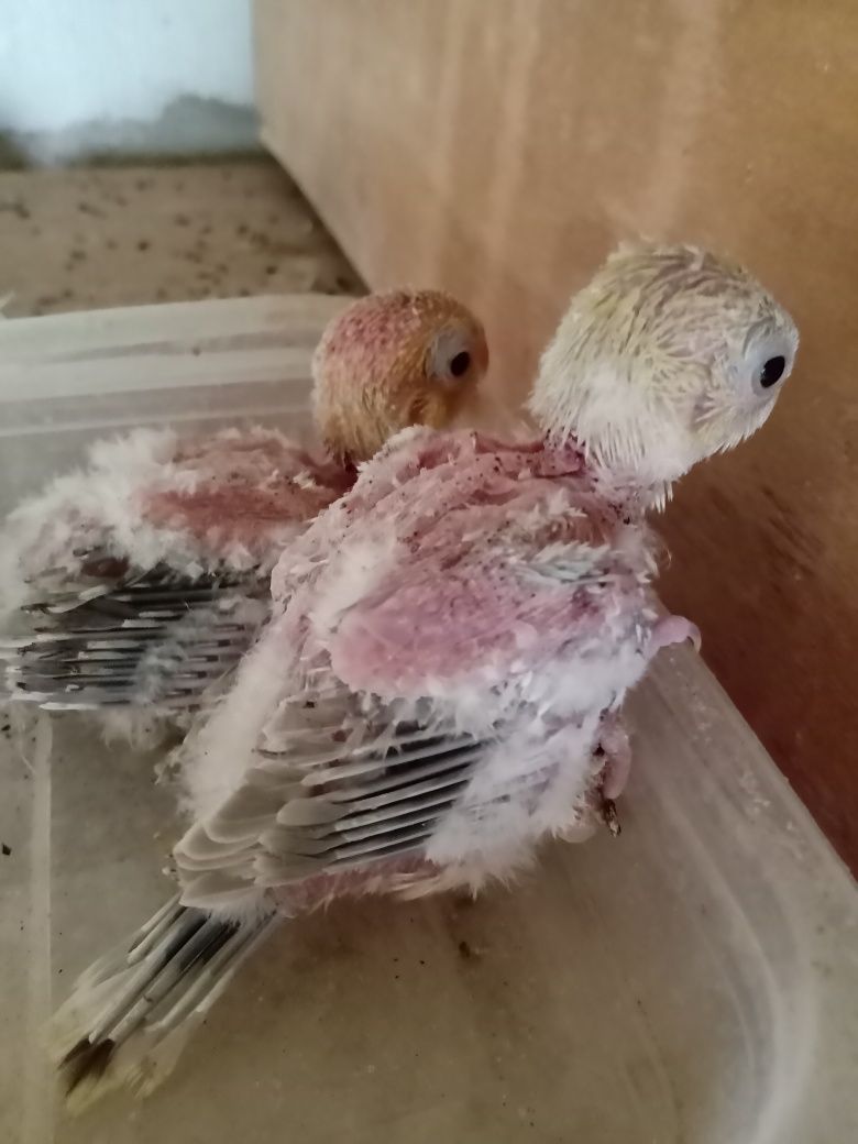 Papugi papużki faliste do oswojenia