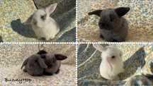 Mini Lop Króliczki Miniaturowe