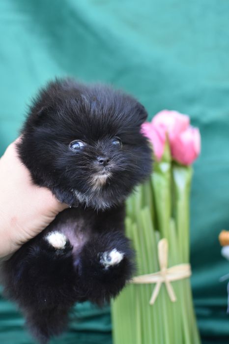 Песики ведмедики pomeranian spitz