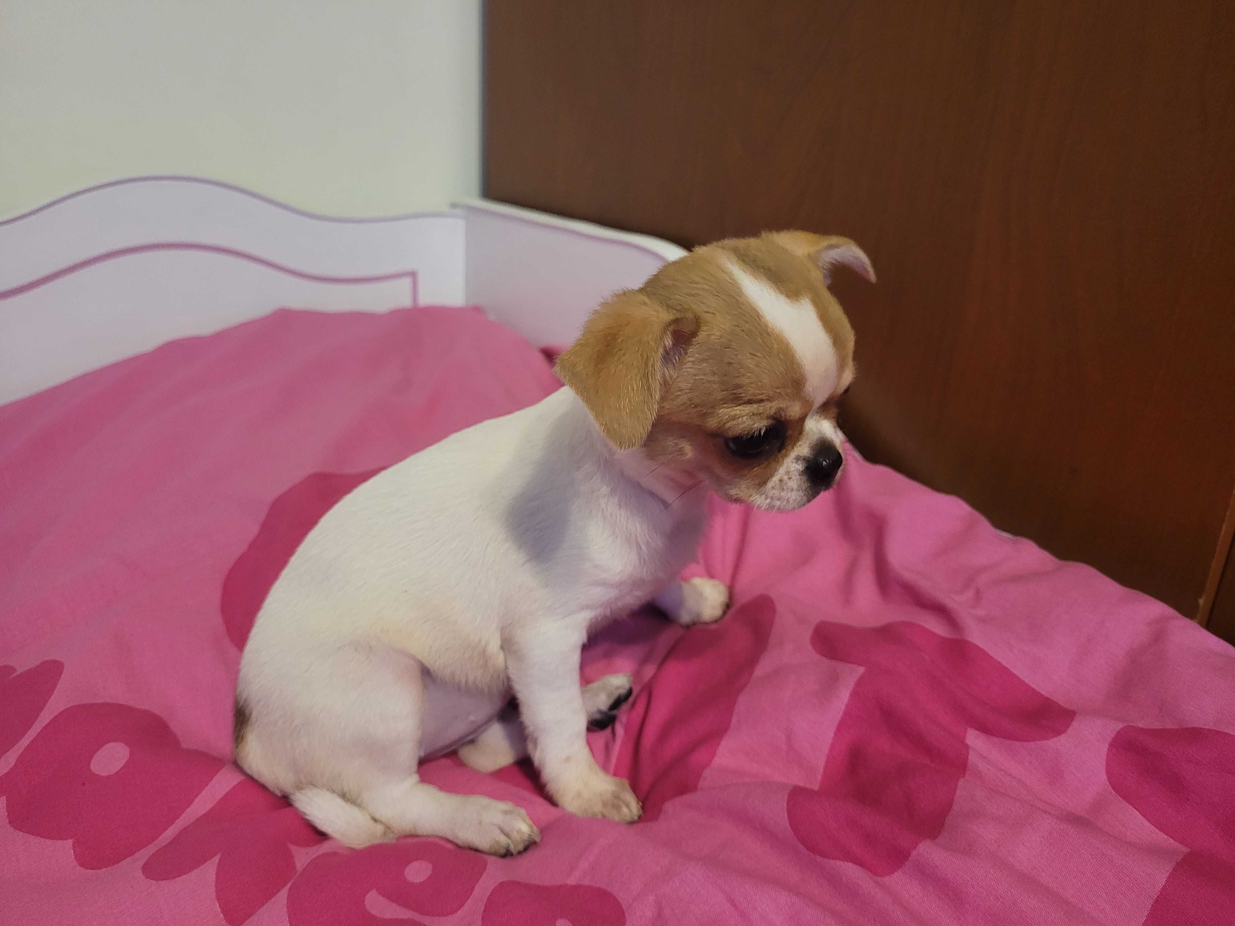 Kapitalnej budowy miniaturka Chihuahua