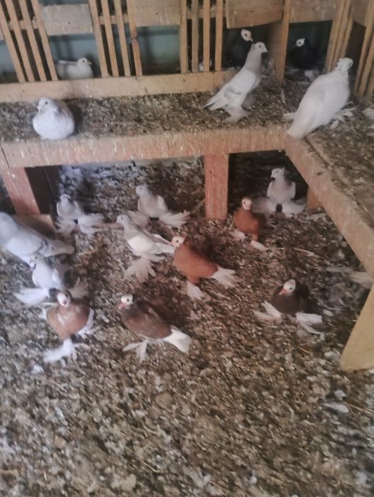 Gołębie ozdobne 24-25r