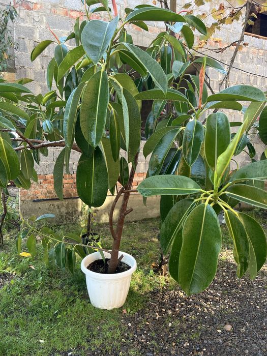 Декоративне кімнатне дерево