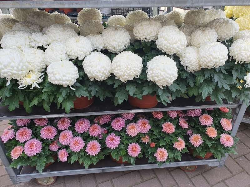 Chryzantemy mazowieckie