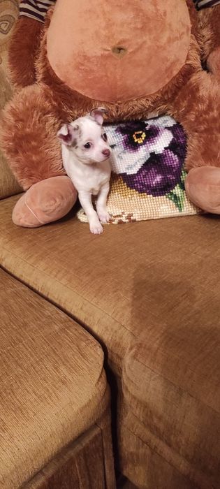 Piesek chihuahua biały ze znaczeniami merle