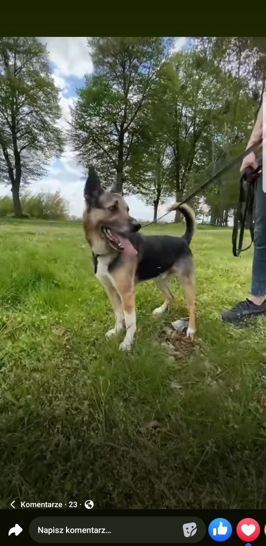 Maks pilnie szuka domu - Likwidacja schroniska! Ostatnie dni!!