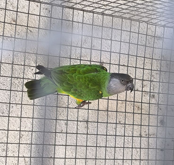 Papagaio do Senegal