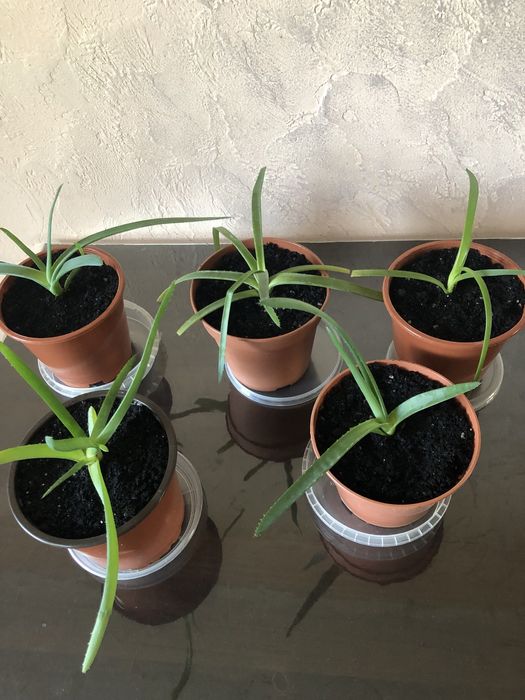 Алоє - кімнатна рослина.