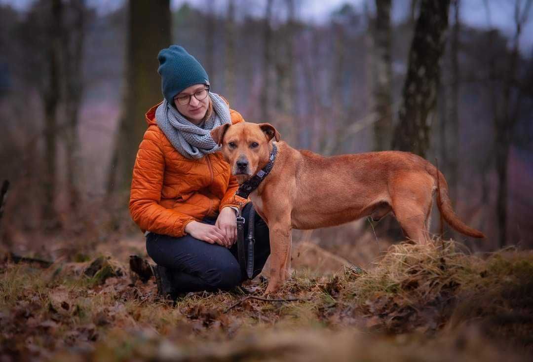 Czarujący, zrównoważony, przyjazny Bruce szuka domu. Adopcja.