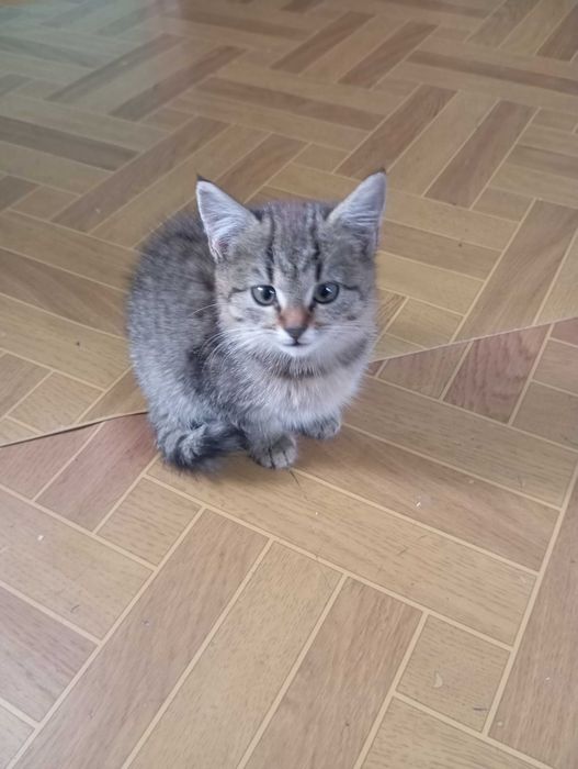 Oddam kotka w dobre ręce.