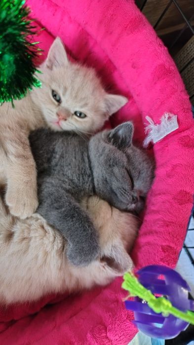 Koty brytyjskie kremowe i niebieska