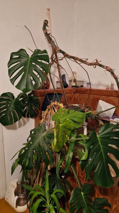 Monstera duzy piękny okaz