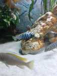 Pyszczaki  cynotylapia jelol reef para