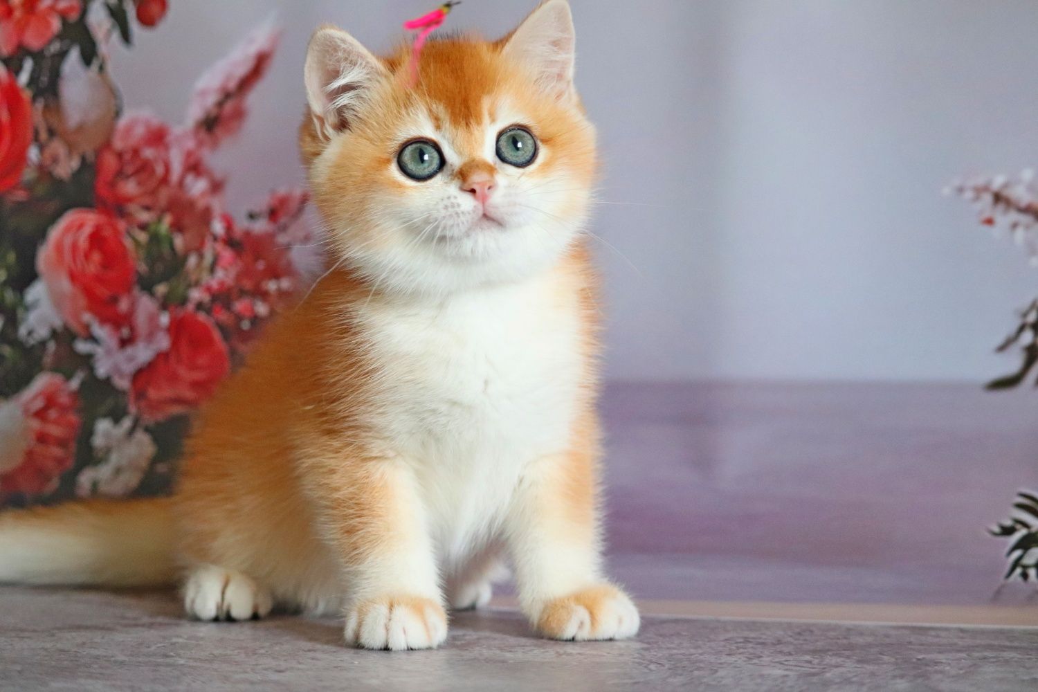 Оливер мальчик золотая шиншилла
