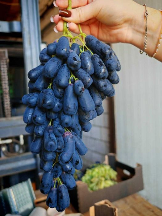 sadzonki winorosli winogron Awatar