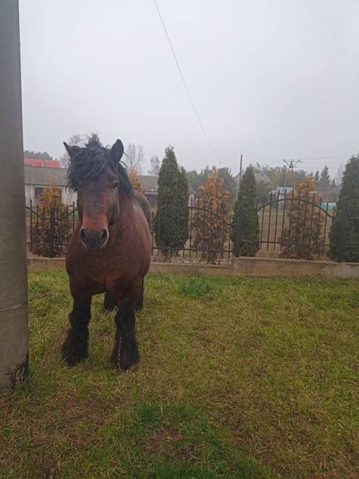 Koń ogier zimnokrwisty