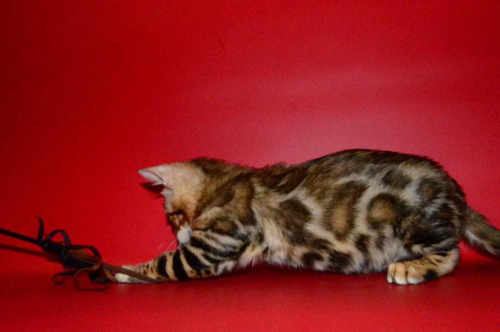Яркий, красивый котенок. Мальчик. Документы.