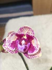 Орхидея Luna Rosa с мутацией пелорик бабочка