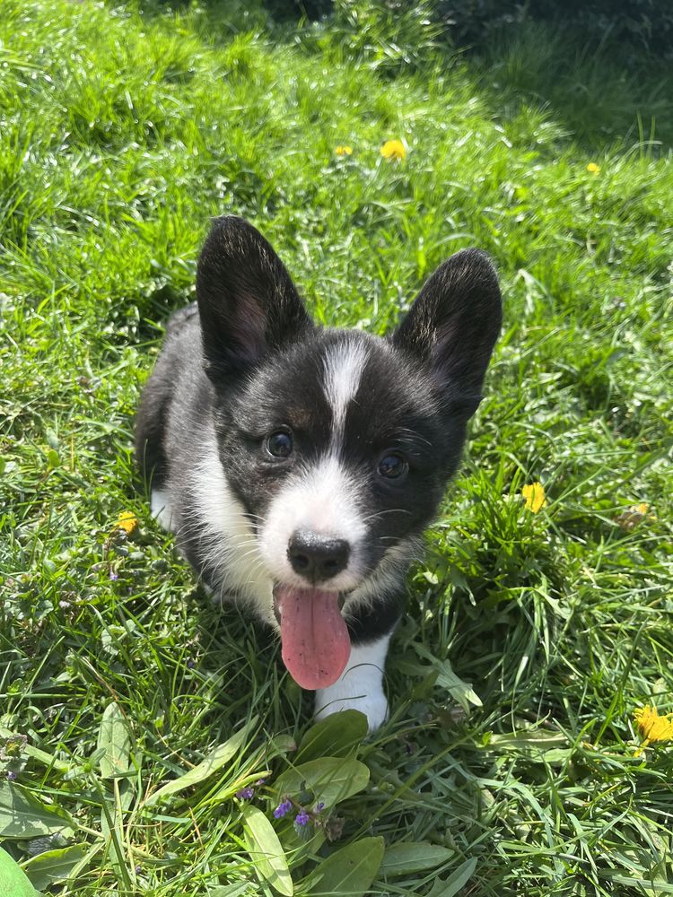 Welsh Corgi Cardigan - Abbot, pręgowany chłopiec