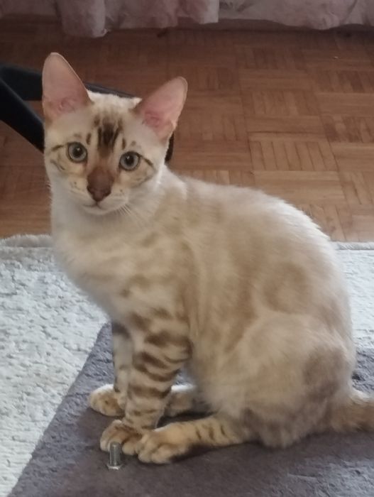 Bengalski kocurek.