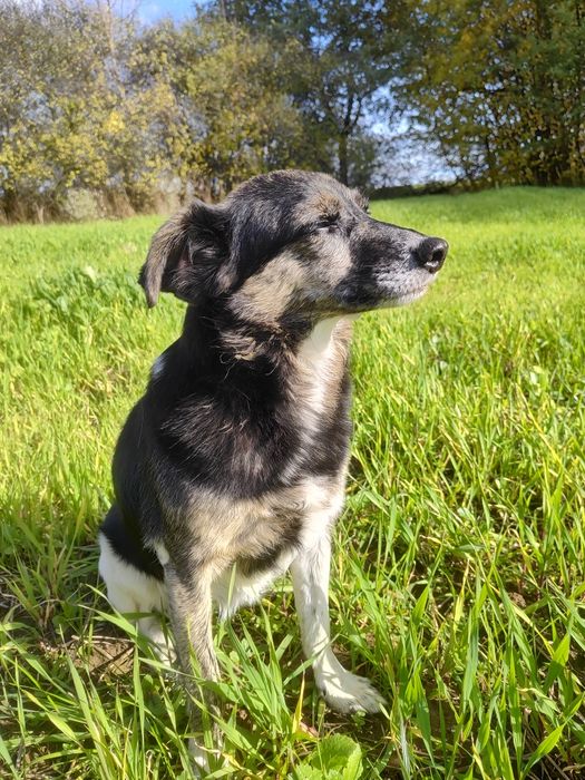 Wanda poleca się do adopcji