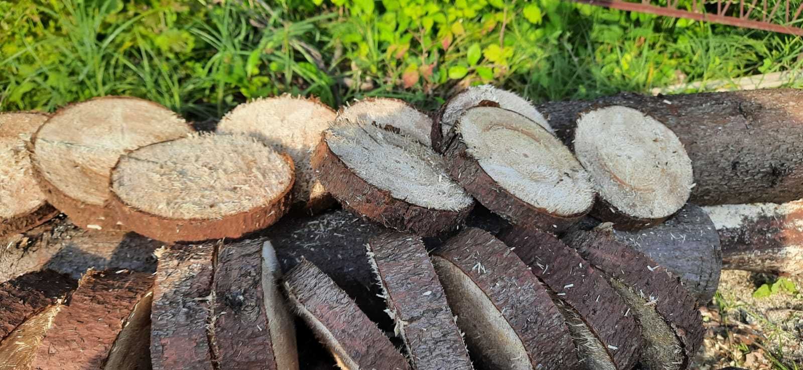 Plastry z drewna, krążki  drewniane