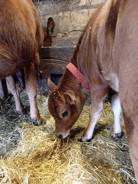 Джерсейська Тільна телиця