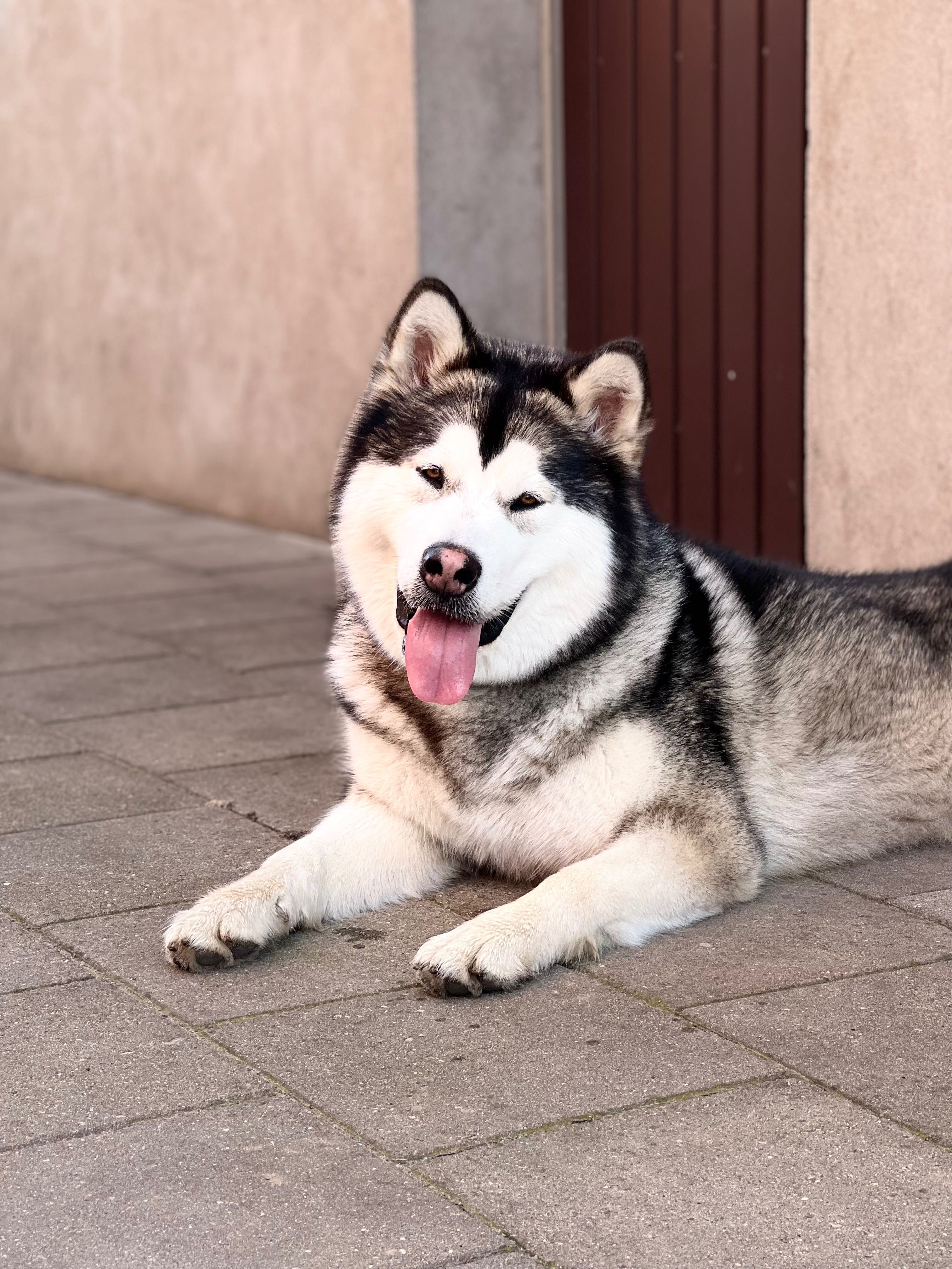 Alaskan Malamute zapowiedź miotu