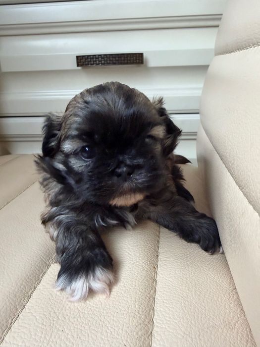 Пекінеси королівські цуцики