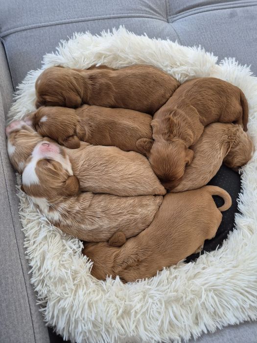 Cockapoo f1 Cocker spaniel & Pudel