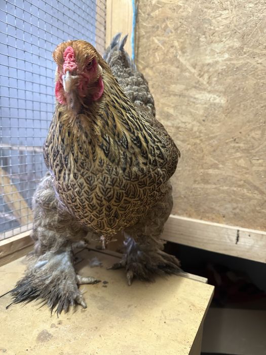 Galinha Brahma Perdiz