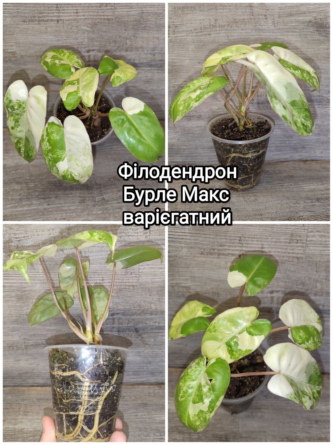 Філодендрон Малая Голд,  Медуза, Гігантеум, Медіоптика, Бурле Макс,Ред